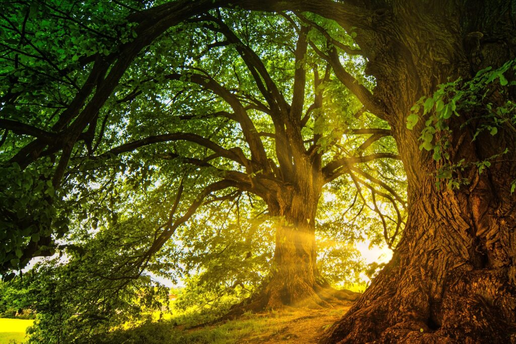 Gran árbol iluminado por el sol en medio de un bosque.