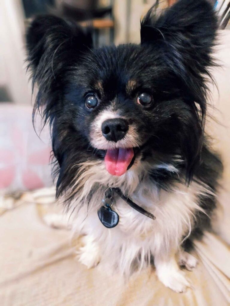 Fotografía de Hübsche, el perro que inspiró una profunda reflexión sobre el amor incondicional.